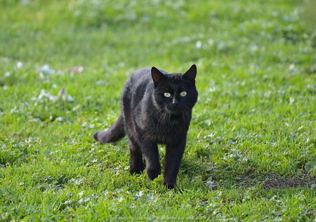 Czarny kot w Dobiegniewie