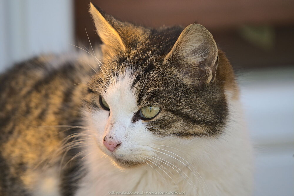 Kot w Ziębicach (165.9580078125 kB)