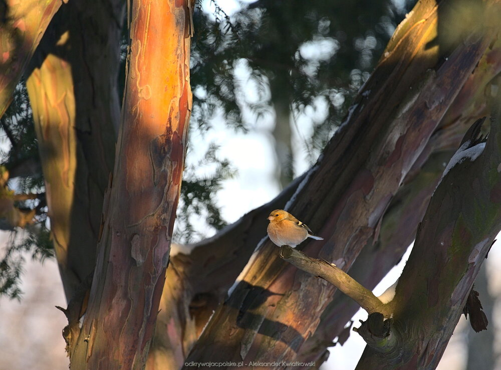 Zięba w Ziębicach (190.548828125 kB)