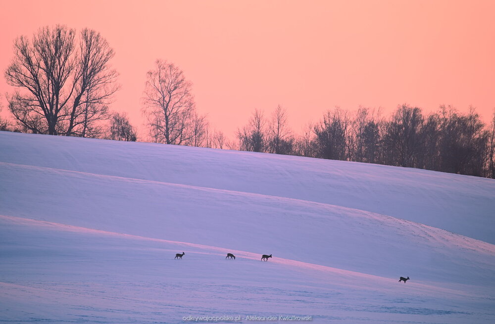 Zwierzaki na śniegu (157.96484375 kB)