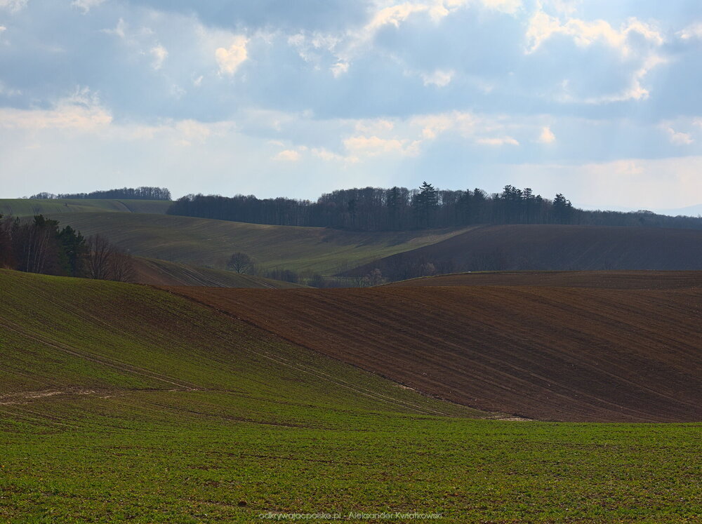 Pofalowany teren w stronę Ogonowa (183.2568359375 kB)