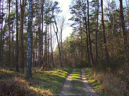 Lasy w okolicy Gorzkiego Pola