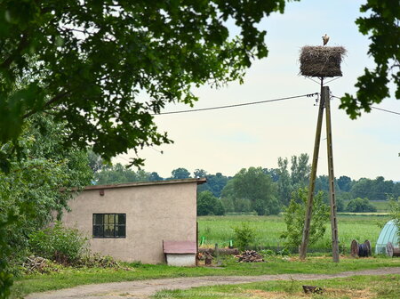 Bocian w prawie każdej wsi