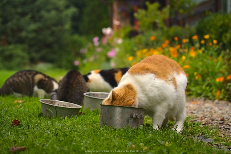 Pora jedzenia dla kotów (145.66796875 kB)