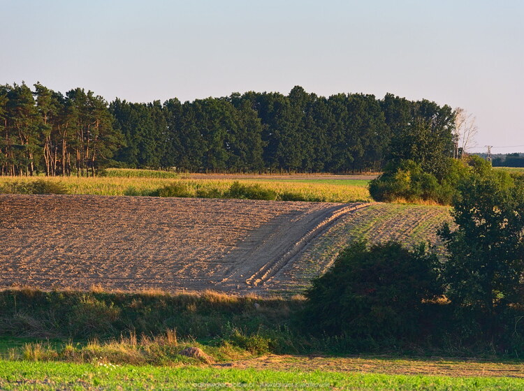 Obniżenie w okolicy rzeki Wełny (174.4140625 kB)