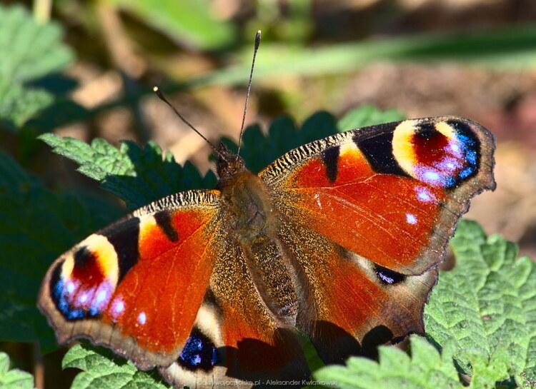 Motyl - rusałka pawik (150.873046875 kB)