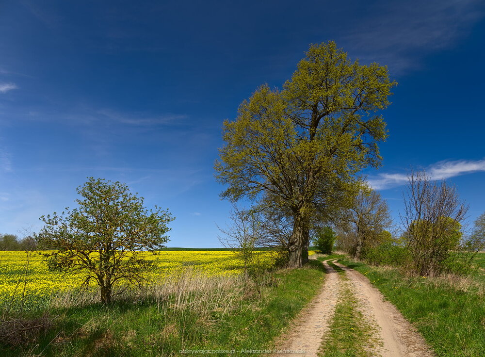 Wyjazd z Rakowa (242.13671875 kB)