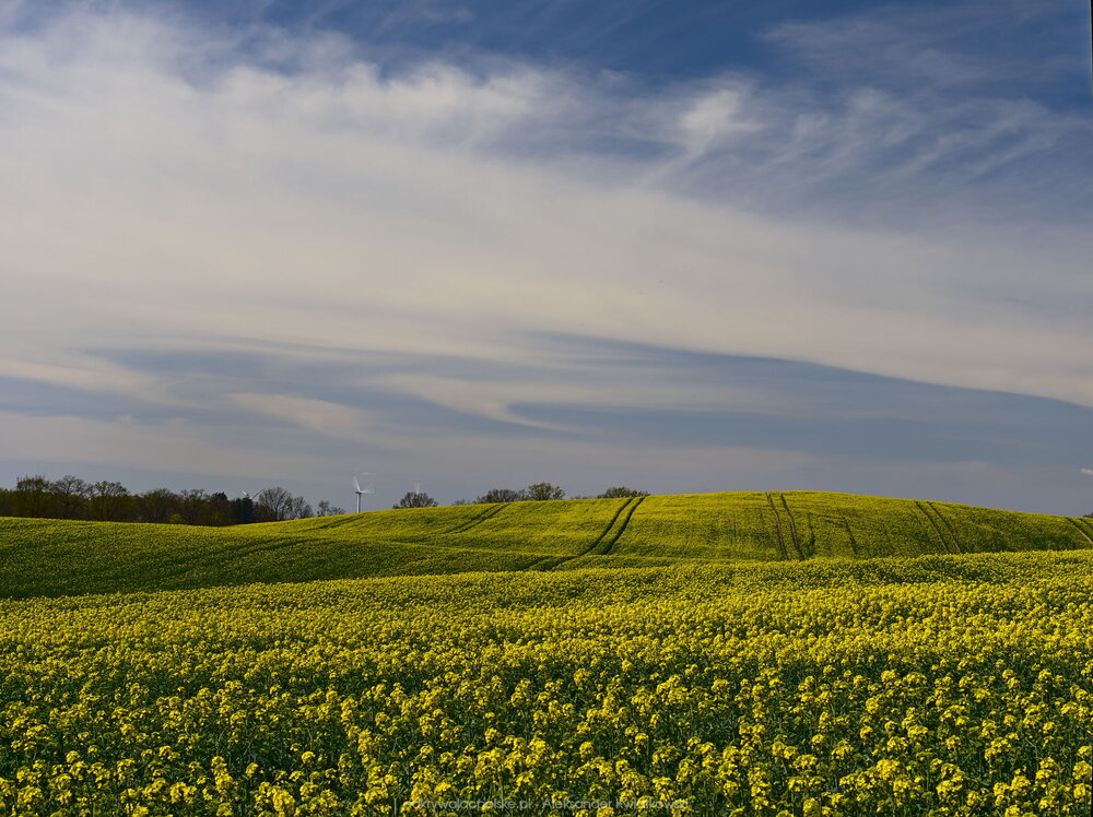 Początek kwitnienia rzepaku (233.87890625 kB)