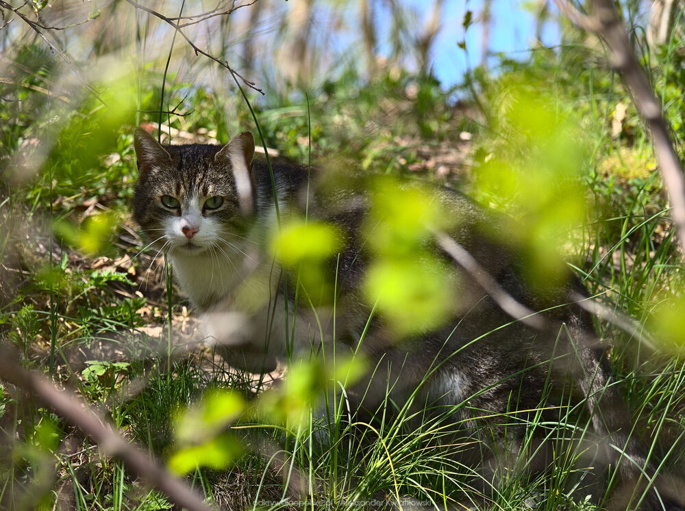 Kot w Korytowie (248.1240234375 kB)