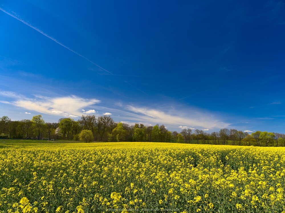 Pole rzepaku w Korytowie (237.080078125 kB)