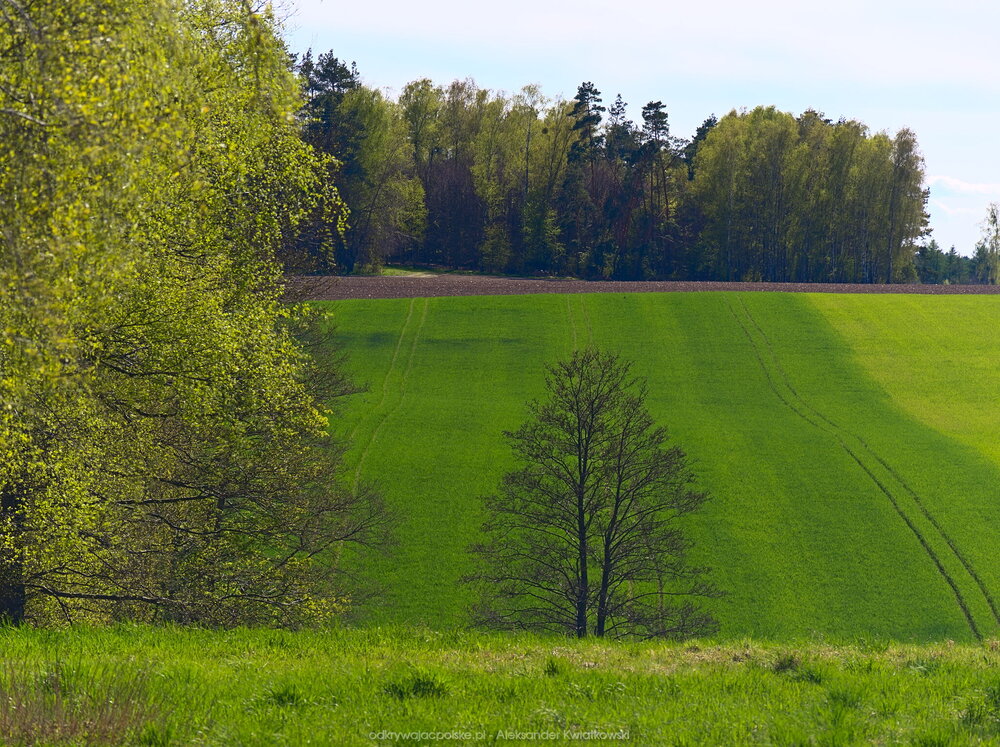 Zielone pole (283.1025390625 kB)