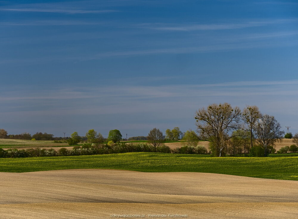 Pola obok wsi Wielgoszcz (161.5859375 kB)