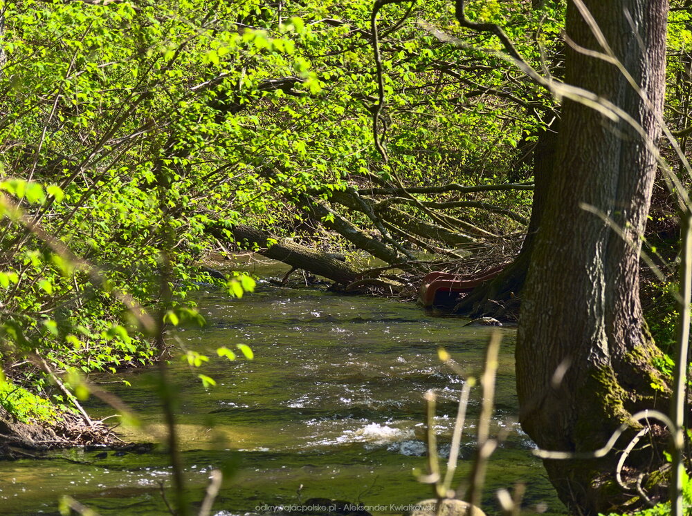 Rzeka Ina (359.3037109375 kB)