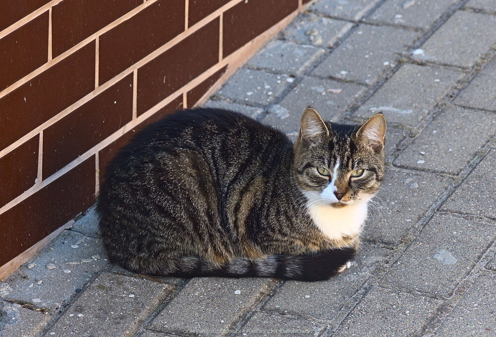 Kot w Reczu (249.89453125 kB)