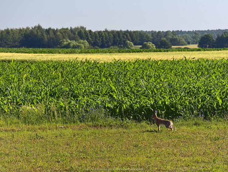 Zając (226.828125 kB)