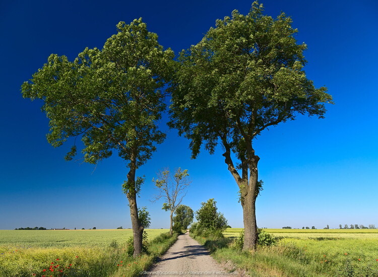 Droga do Latalic (165.0390625 kB)