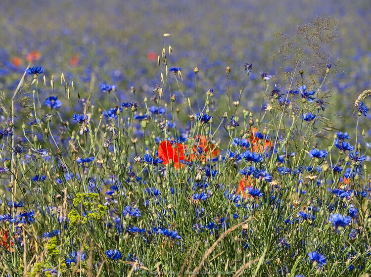 Kwiąty łąkowe (217.9033203125 kB)