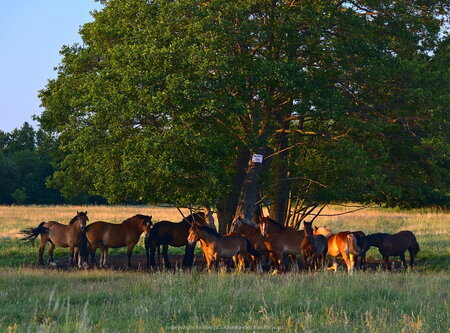 Konie niedaleko wsi Dębczyno