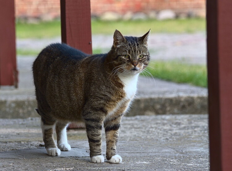Kot w Dębczyno (1) (128.8203125 kB)