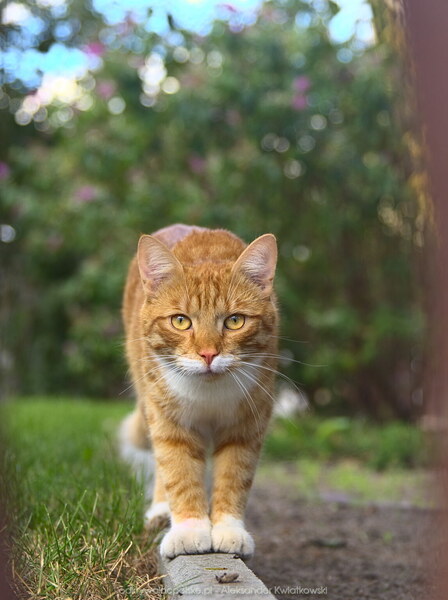 Kot w Lednogórze (93.798828125 kB)