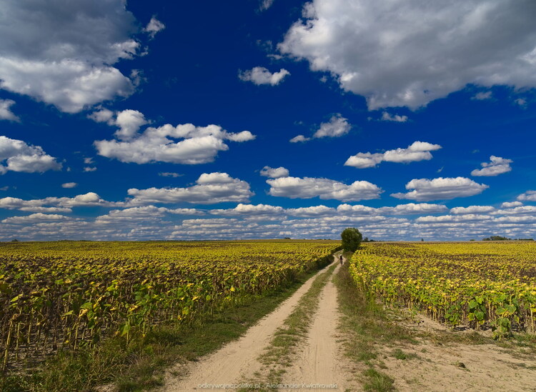 Pole rzepaku (163.4033203125 kB)