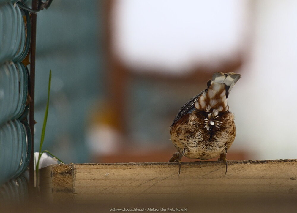 Srający kowalik (121.09375 kB)