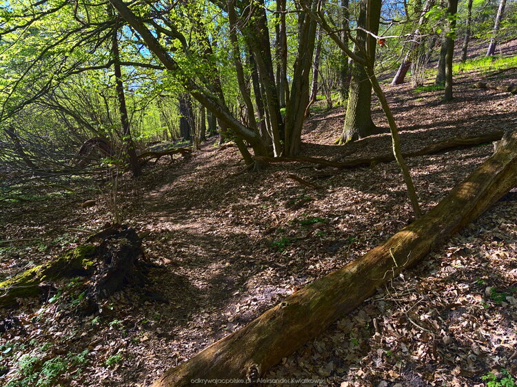 Zielony szlak pieszy w Parku Krajobrazowym Promno (262.720703125 kB)
