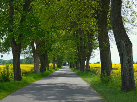 Wyjazd ze Scholastykowa