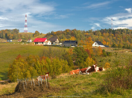 Krowy i nowe osiedle