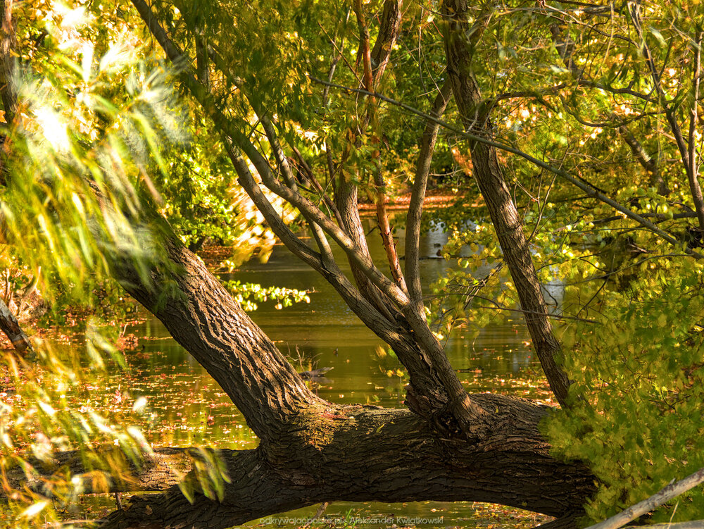 Dopływ z Marcinowic (426.177734375 kB)