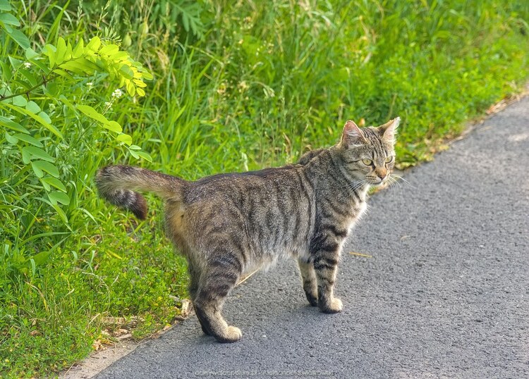 Kot w Radaczewie (200.630859375 kB)