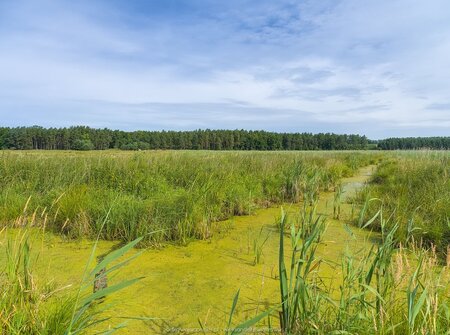 Podmokłe tereny obok rzeki Iny