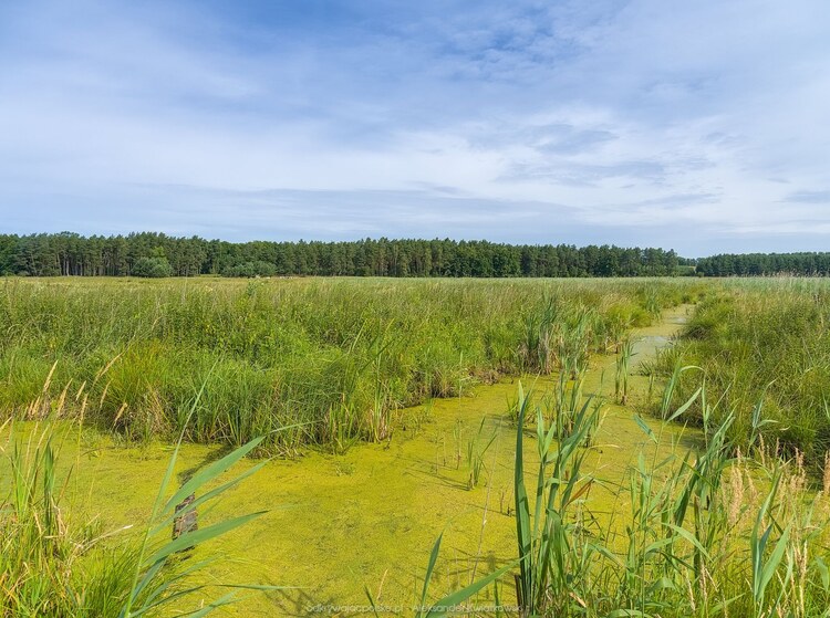 Podmokłe tereny obok rzeki Iny (168.8984375 kB)