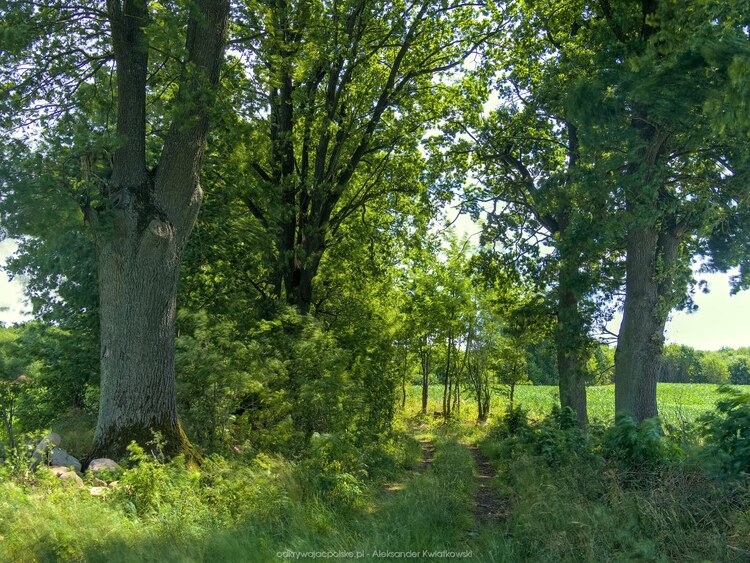 Część drogi do lasu (224.744140625 kB)