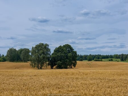 Pola obok Wiewiecka