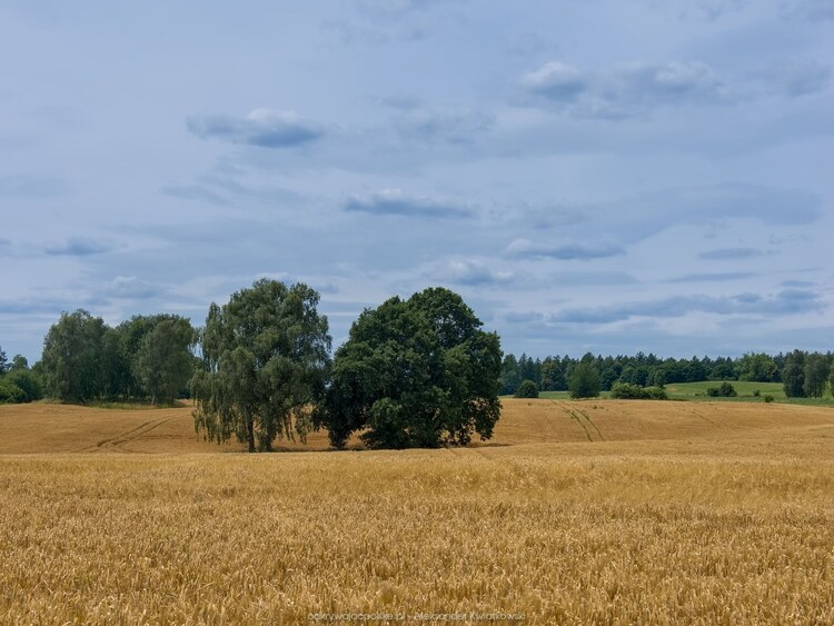 Pola obok Wiewiecka (137.4091796875 kB)