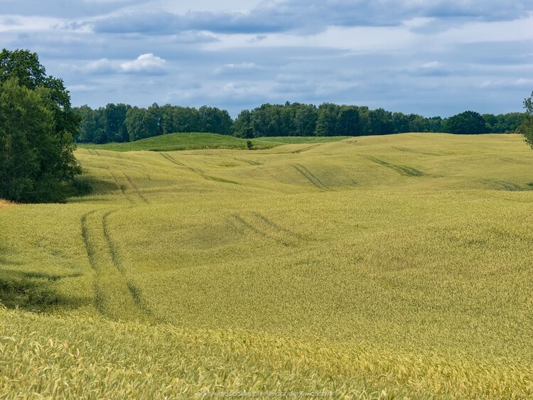 Pofalowane pola obok Wiewiecka (176.7099609375 kB)