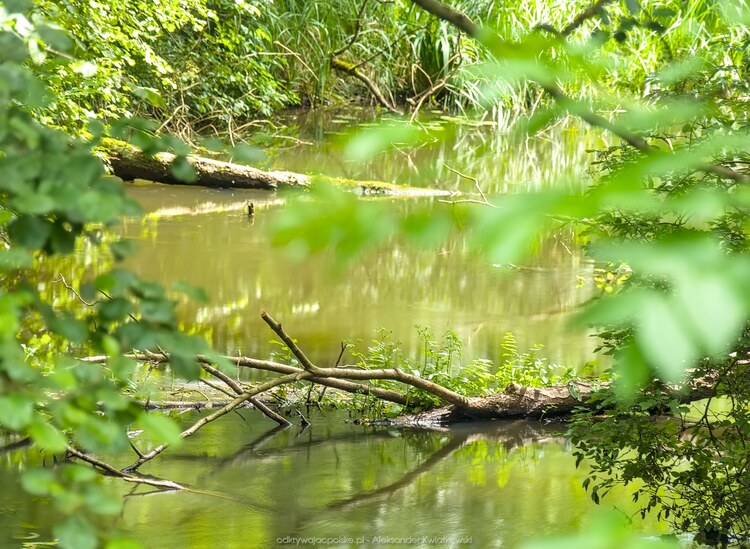 Rzeka Brzeźnicka Węgorza (182.529296875 kB)