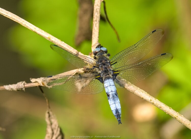 Ważka (114.828125 kB)