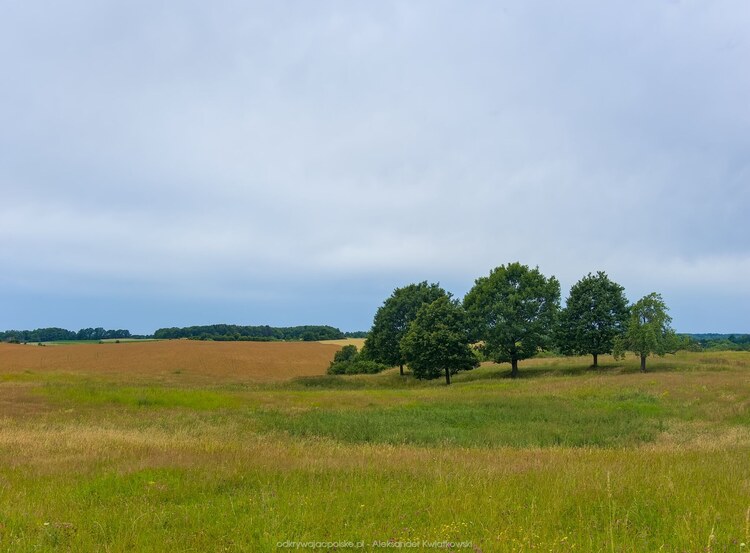 Trzy albo pięć drzew (115.5810546875 kB)