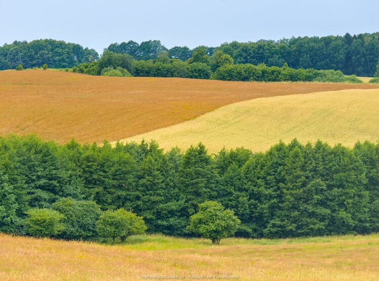 Warstwa pól (169.943359375 kB)