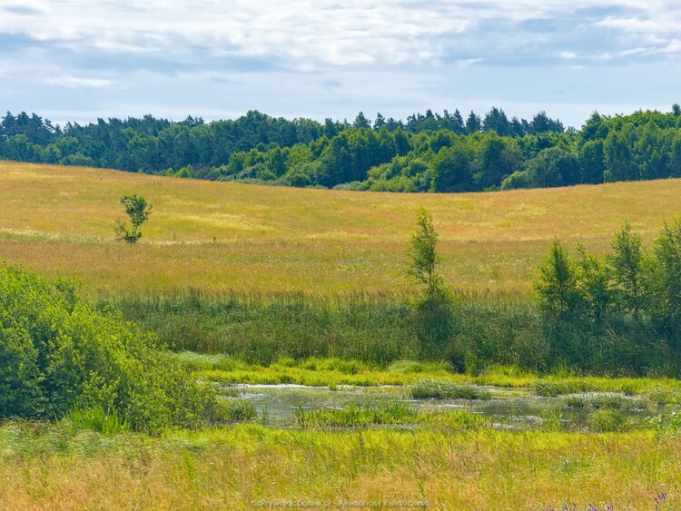 Polny staw (183.767578125 kB)