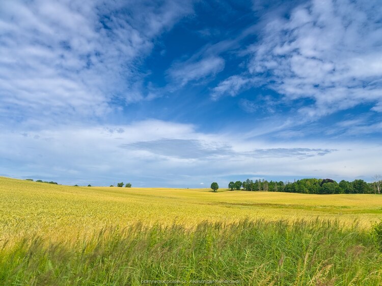 Samotne drzewo (144.3798828125 kB)