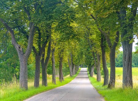 Droga niedaleko Cieszyno