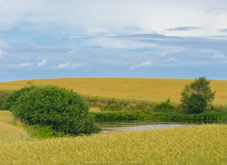 Większy polny staw obok Cieszyno (137.5126953125 kB)