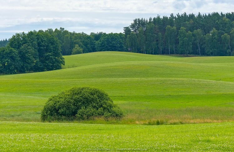 Polny krzew (151.5947265625 kB)