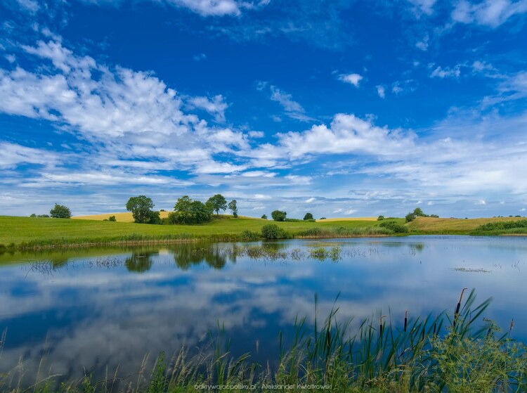 Mokradła obok Nowego Worowa (136.546875 kB)