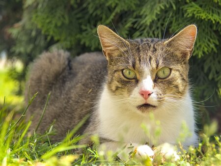 Kot w Starym Worowie