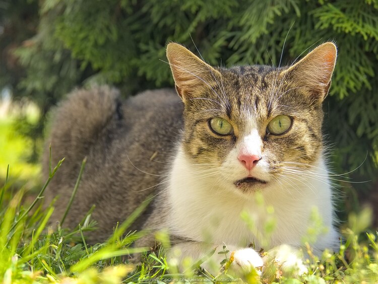 Kot w Starym Worowie (150.8427734375 kB)