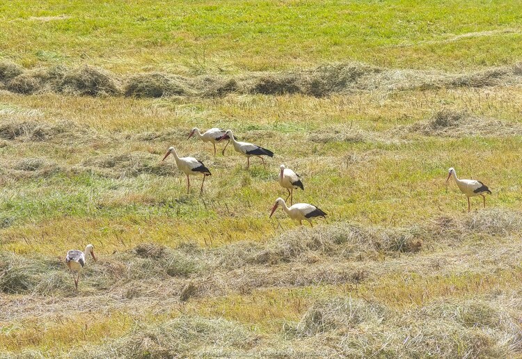 Polujące bociany (220.7099609375 kB)